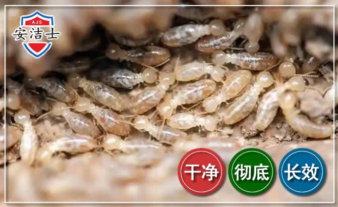滨江区白蚁防治