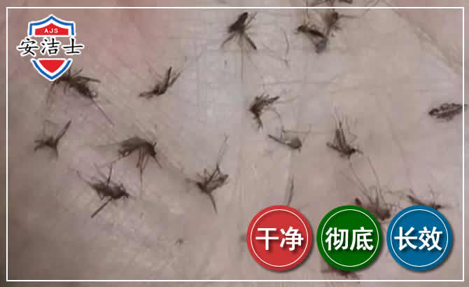 滨江区蚊子防治-灭蚊