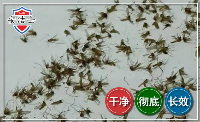 滨江区苍蝇防治-灭蝇