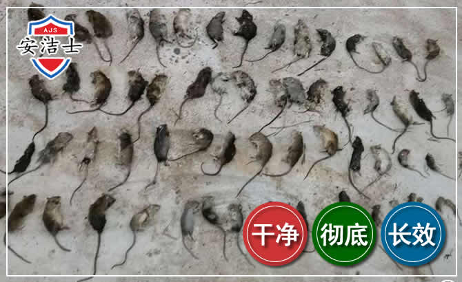 滨江区鼠害防治-灭鼠