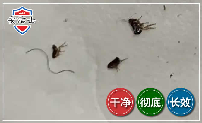 滨江区跳蚤防治-灭跳蚤