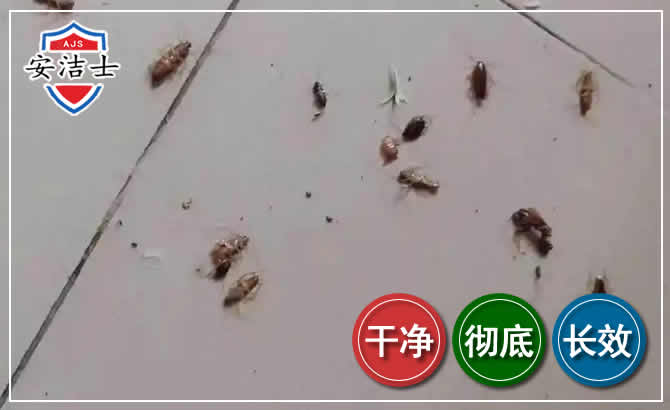 滨江区蟑螂防治-灭蟑螂