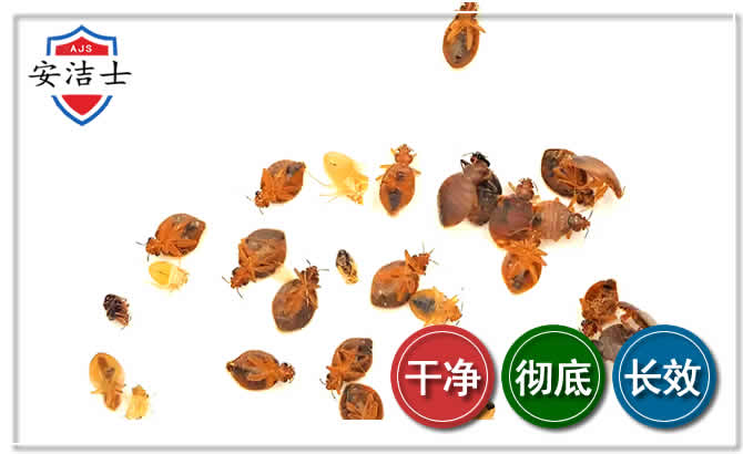 滨江区臭虫防治-消灭臭虫